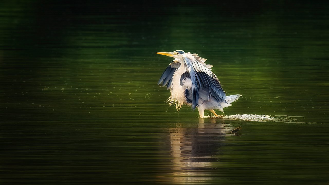 Wassertreten