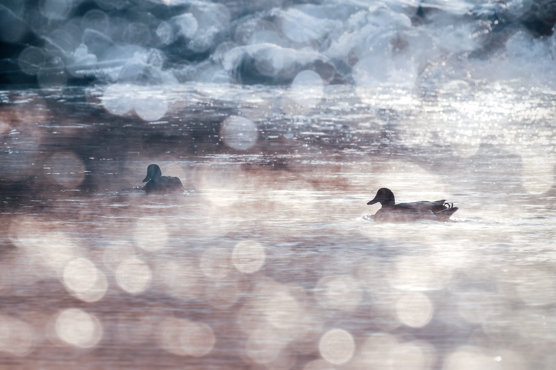 Wasserwelt II - Morgentraum