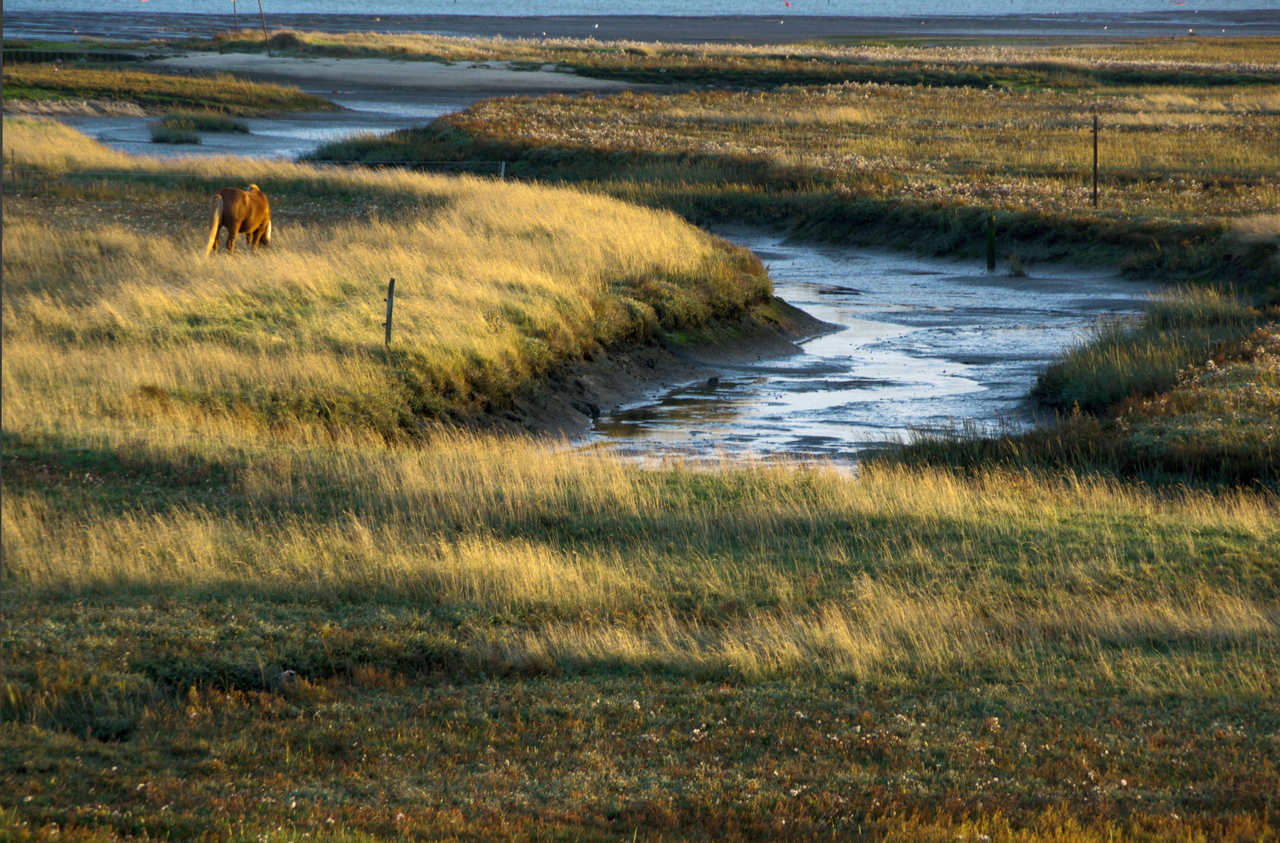 Wattwiesen Horizont gerade