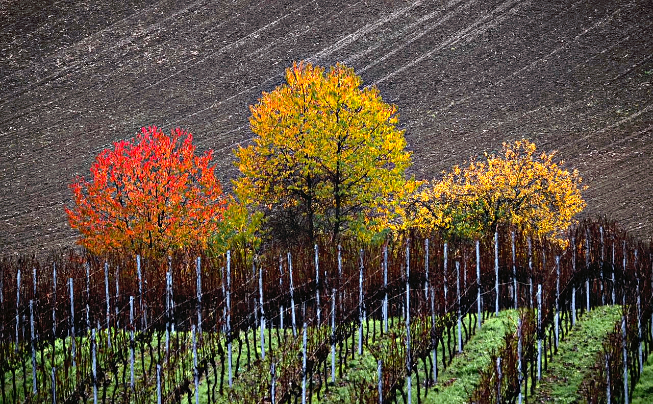 Wein- und Ackerbau