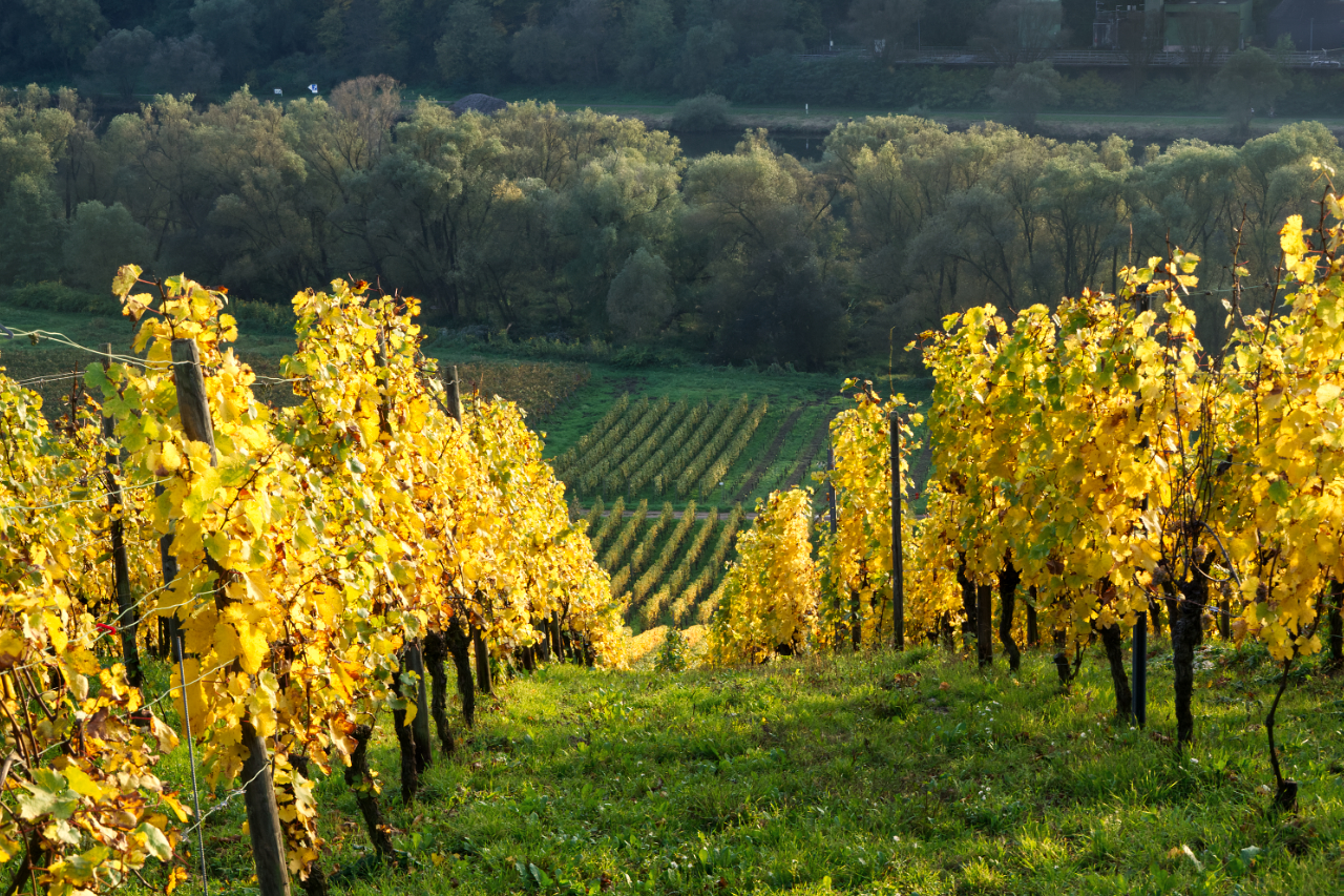 Weinberg an der Mosel