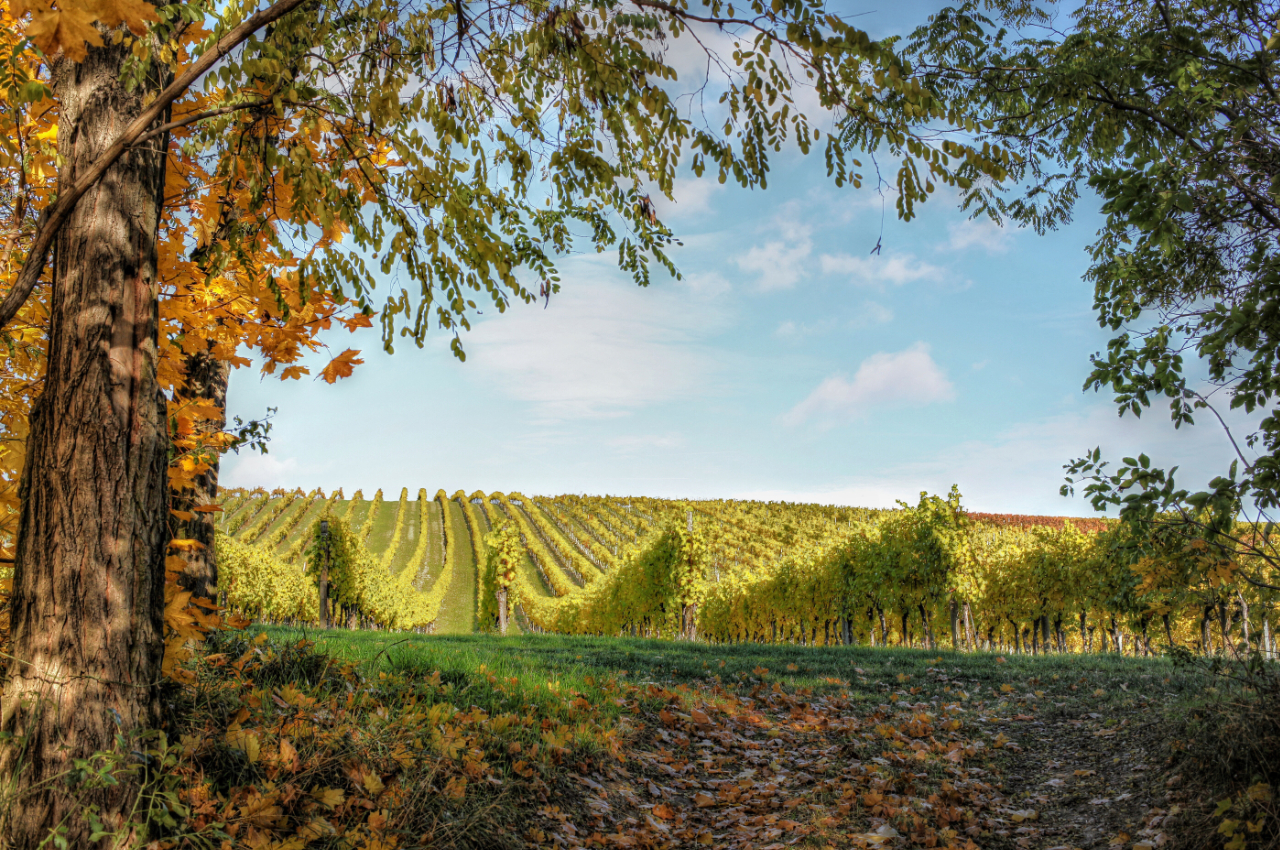 Weinberg in der Sonne