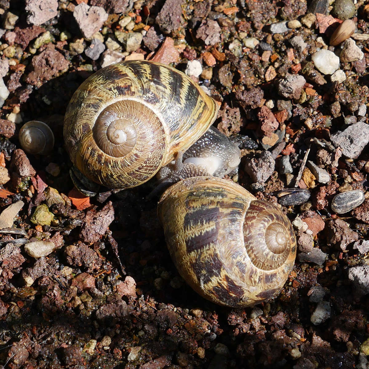 Weinbergschnecken