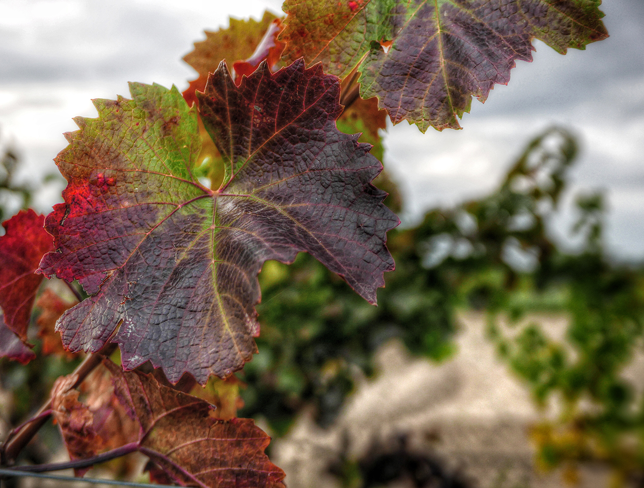 Weinblätter