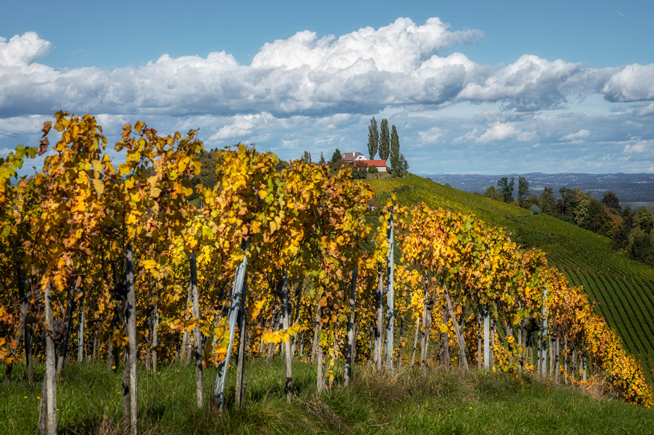 Weinlaub