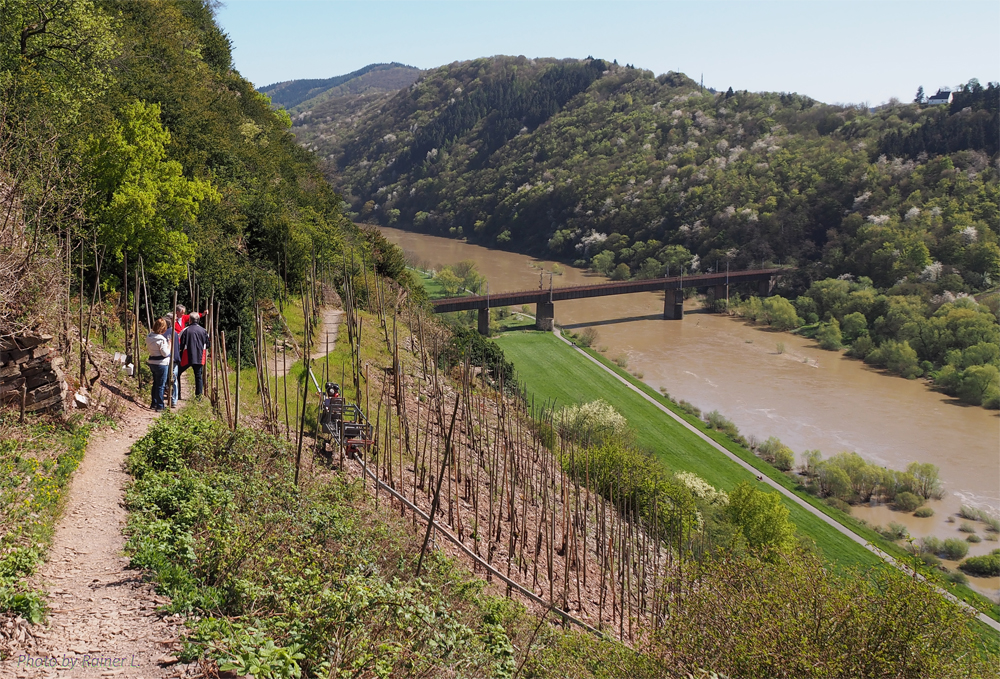 Weinprobe am Berg - Calmont - Mosel