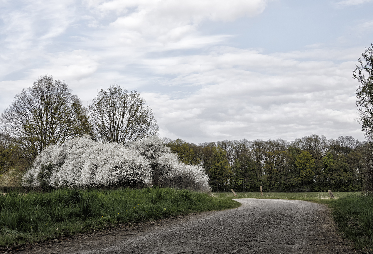 Weißdorn, Schlehdorn