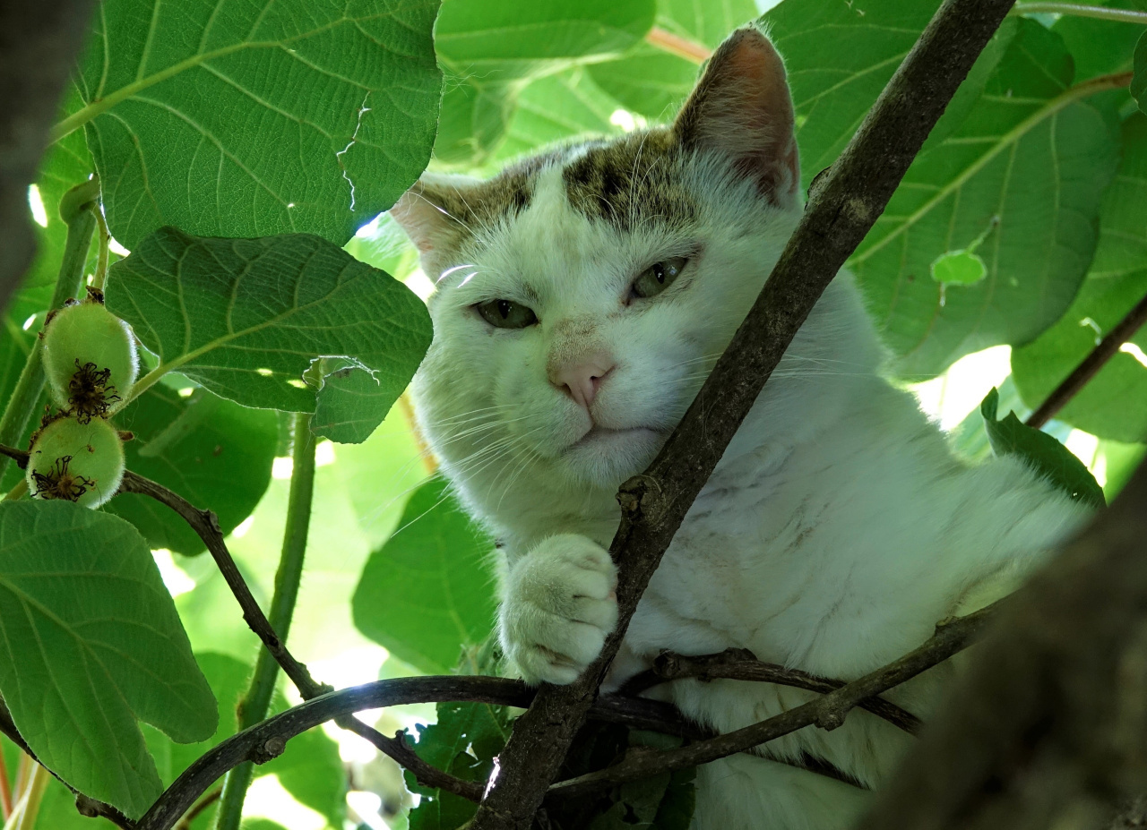 Weiße Katze.jpg