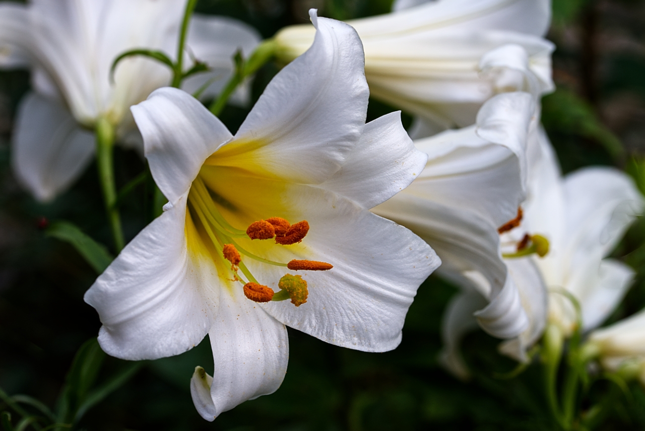 Weiße Lilien
