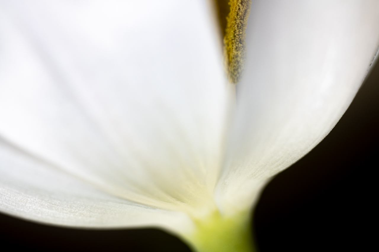 weiße Tulpe