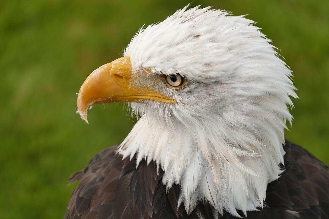 Weißkopfseeadler