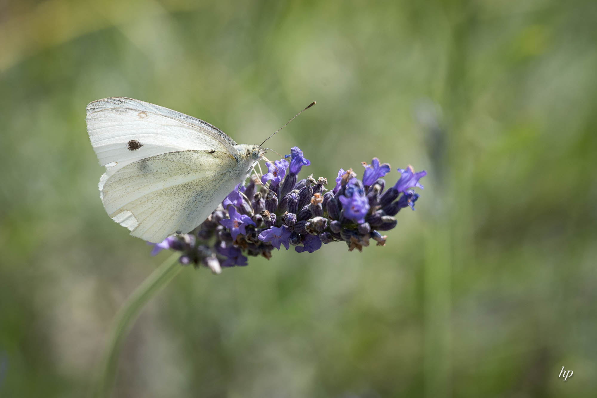 Weißling an Lavendel