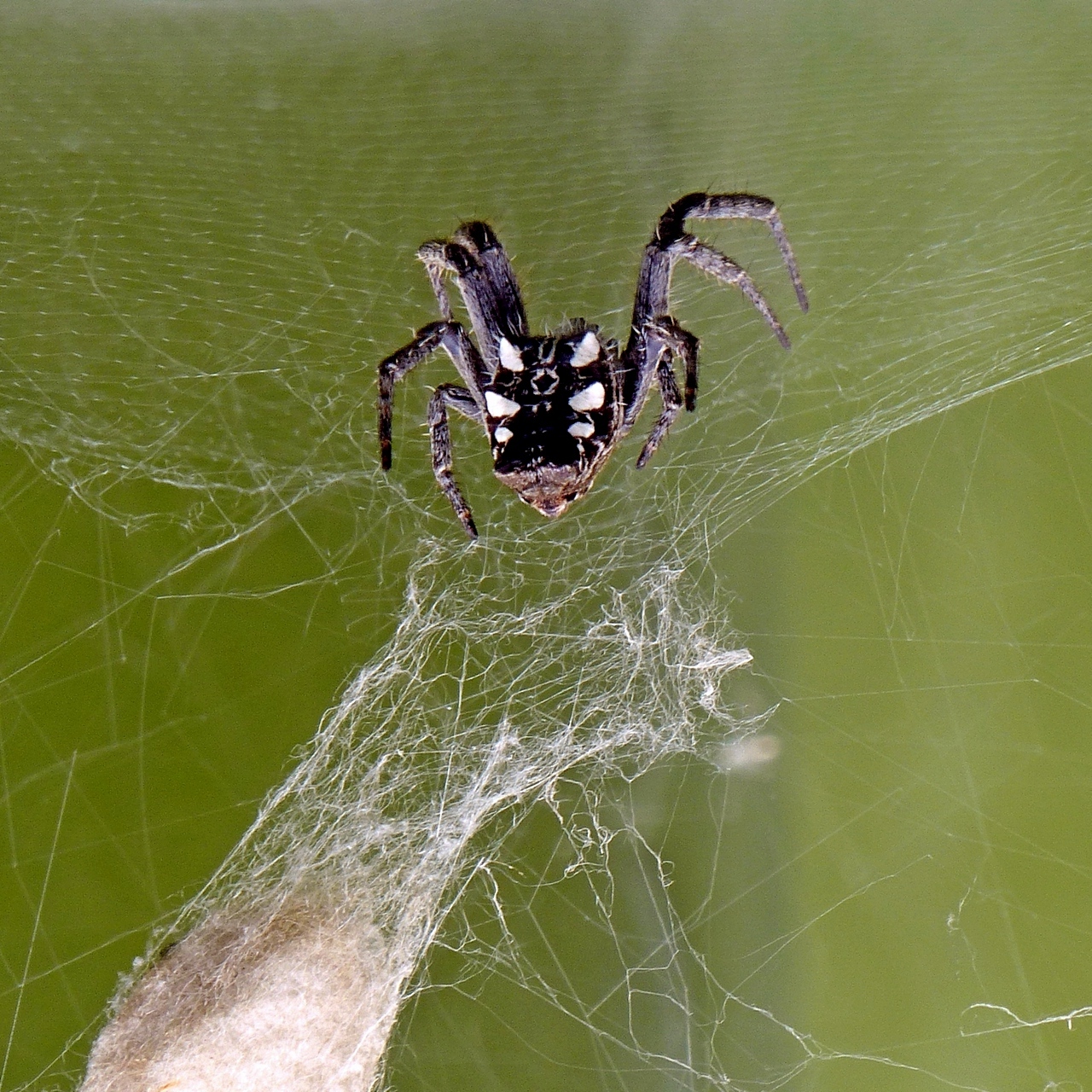 Welche Spinne?