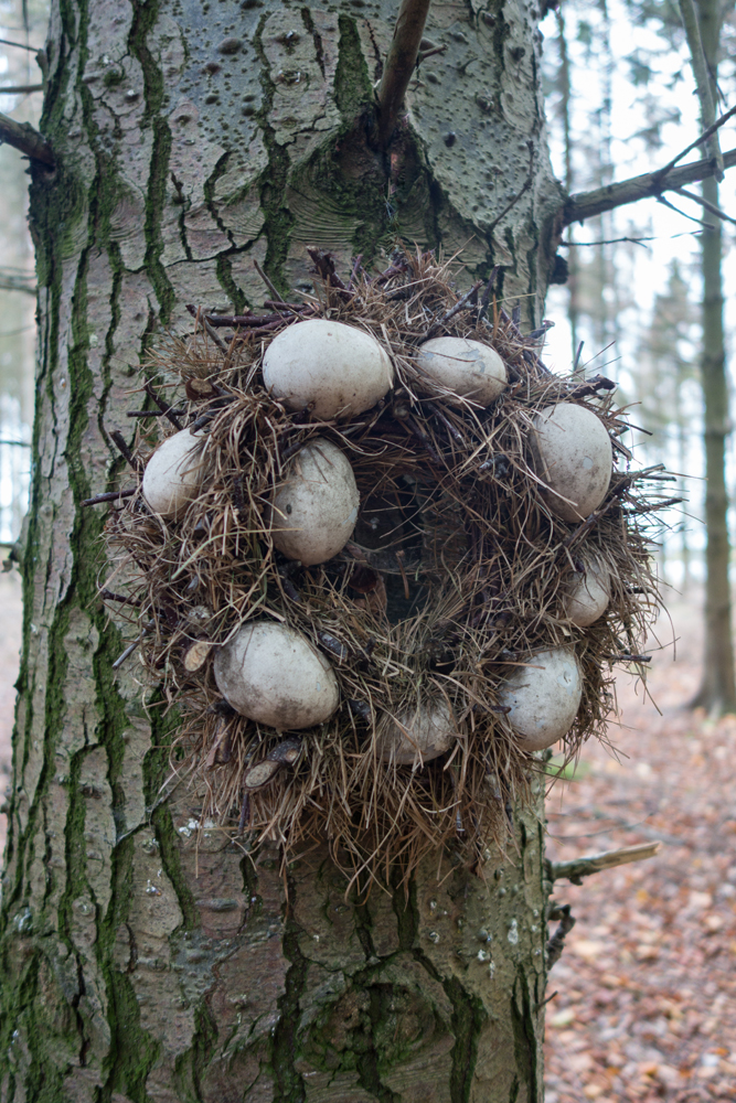 welcher Vogel