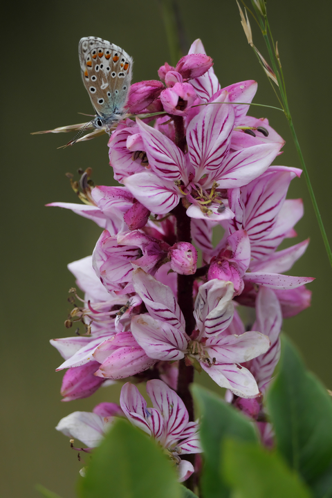 Wenn der Schmetterling zu schwer wird.