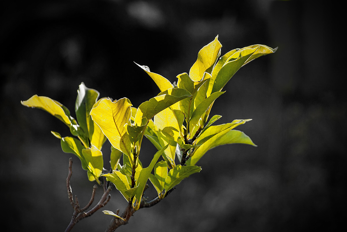 Wenn die Sonne auf Magnolie trifft...