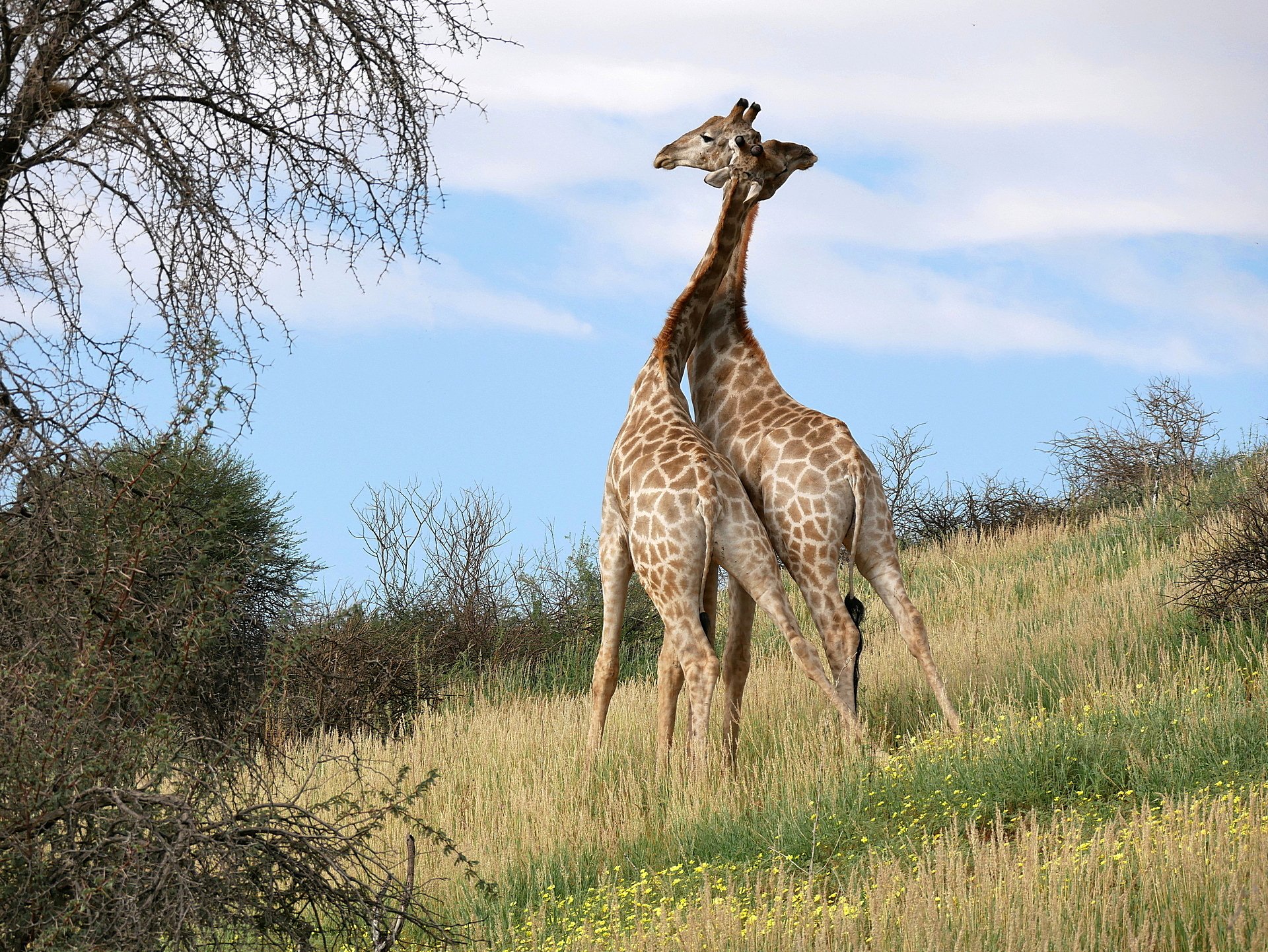 Wer ist der Stärkere?