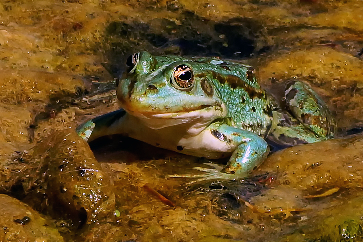 Wer küßt mich ? dpixx.de Forum