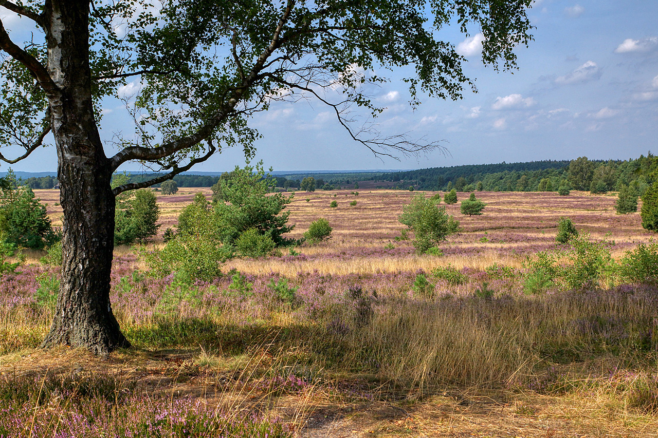 Weseler Heide