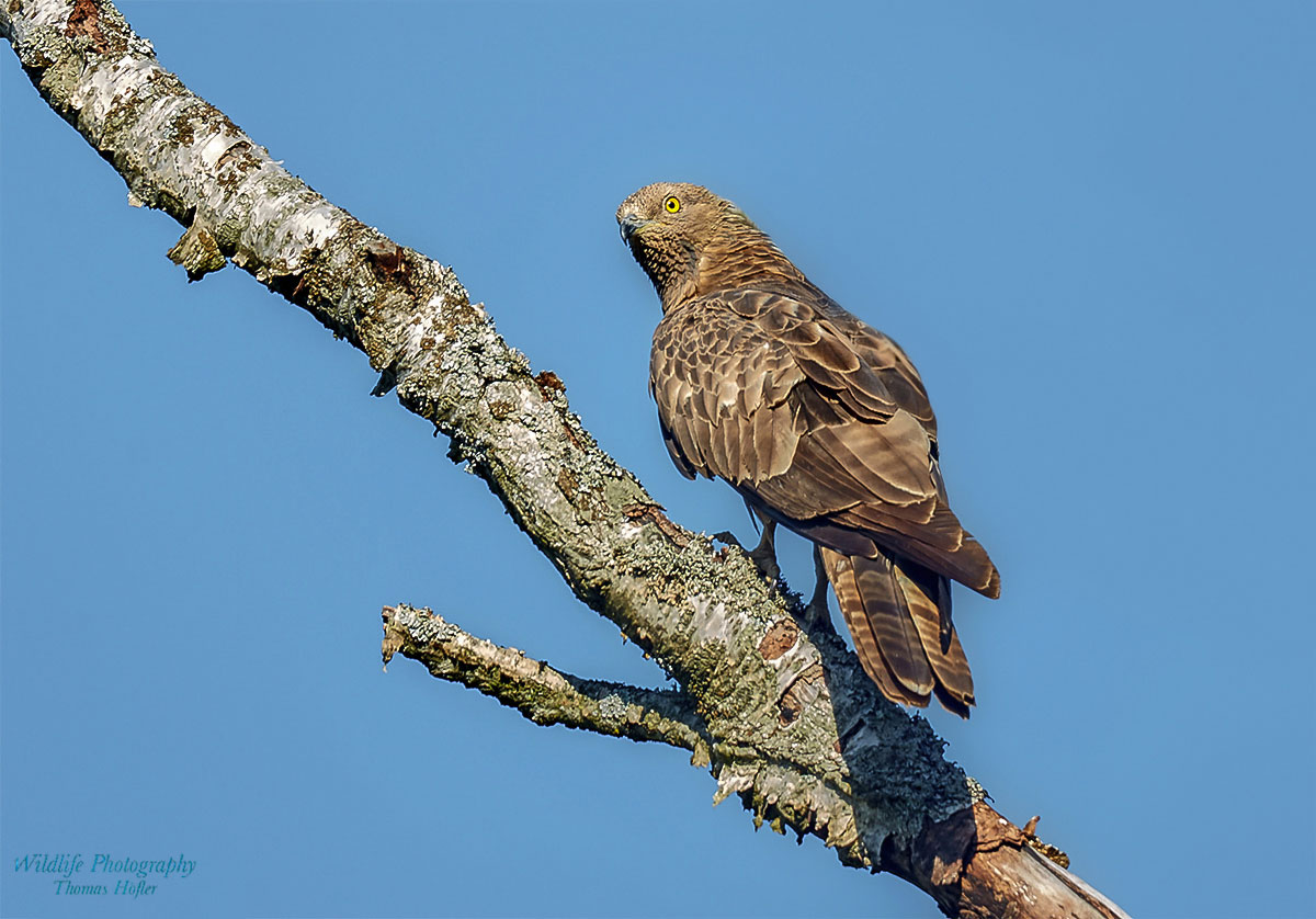 Wespenbussard