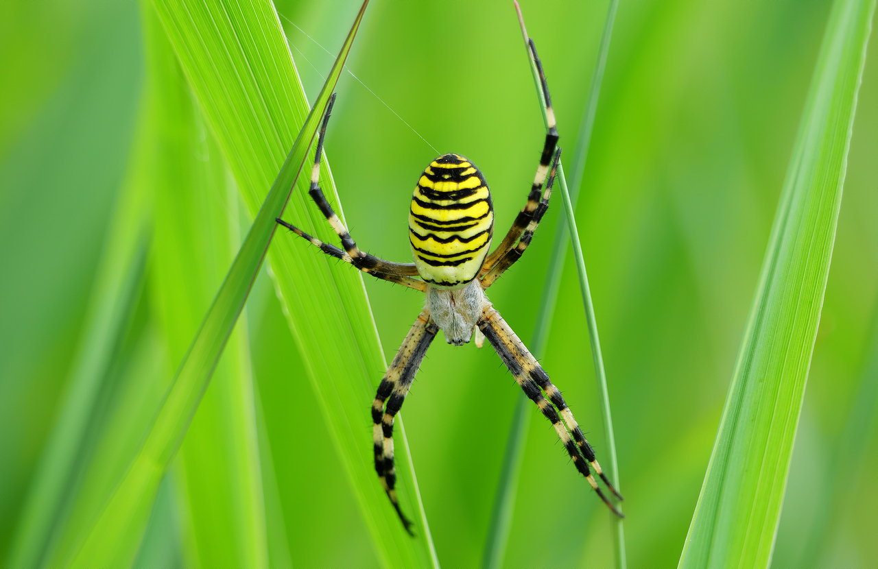 Wespenspinne (Argiope bruennichi)