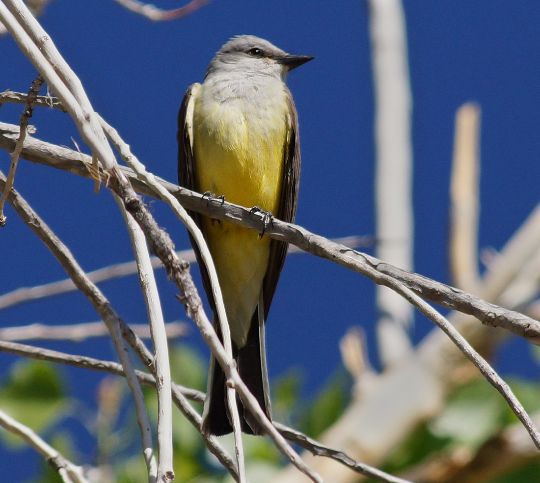 Western Kingbird