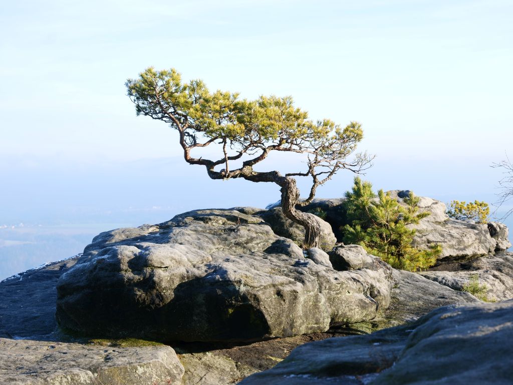 Wetterkiefer Lilienstein