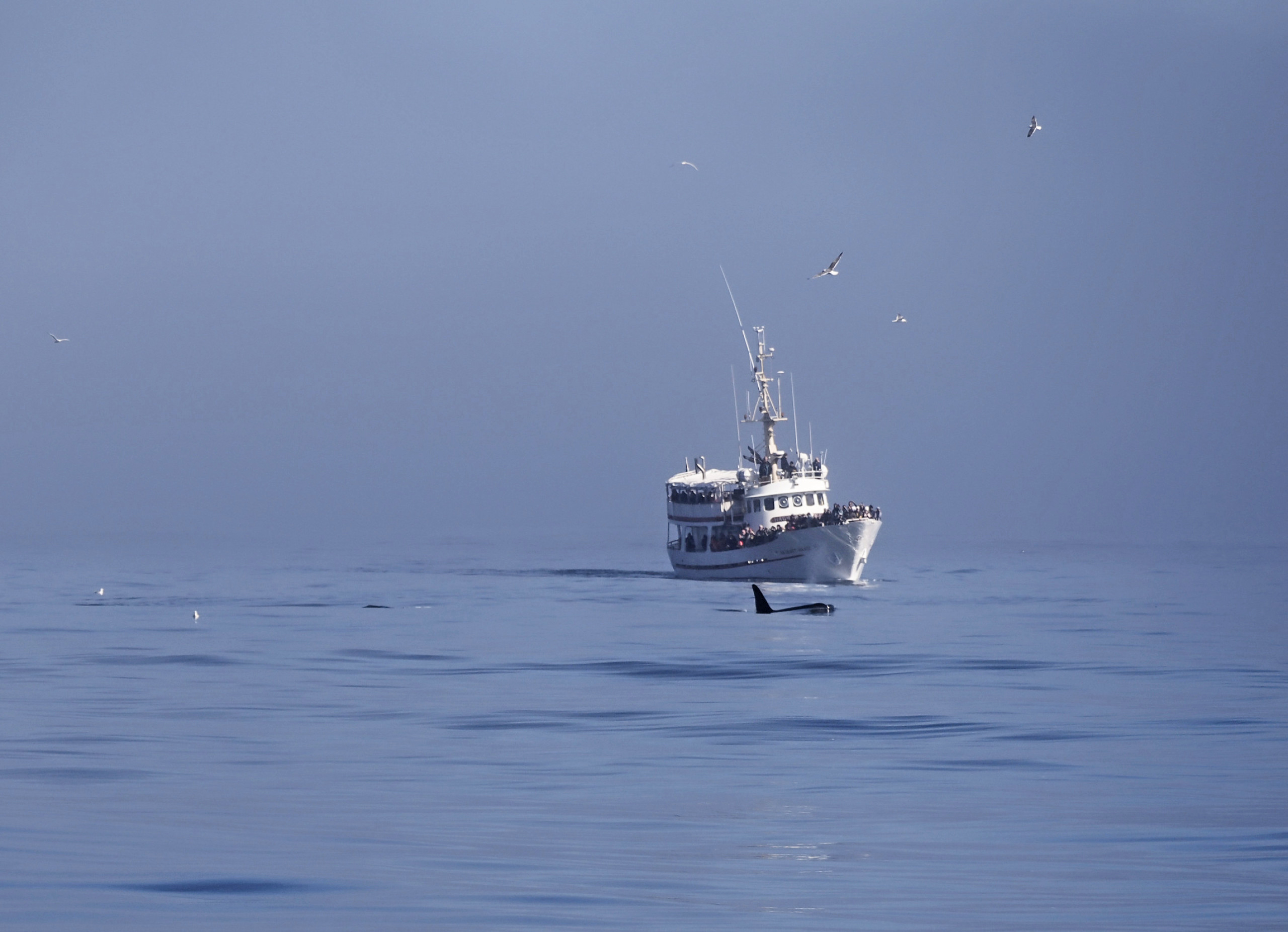 Whale Watching