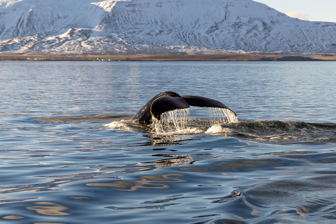 Whalewatching