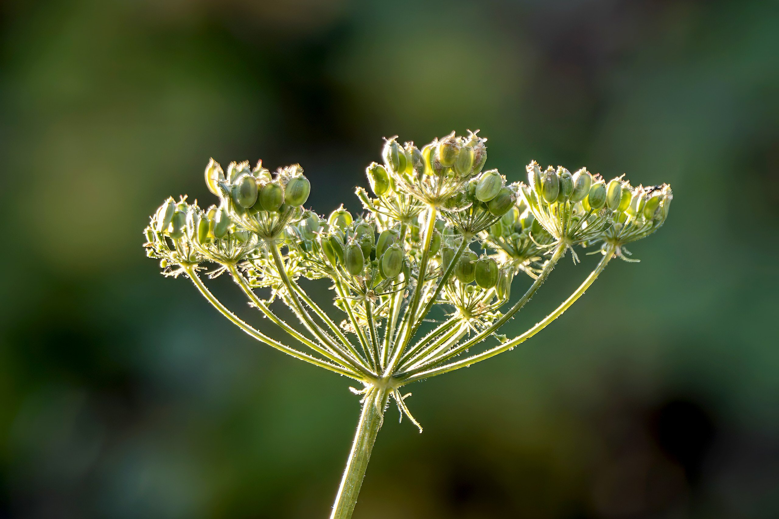 Wiesenbärenklau