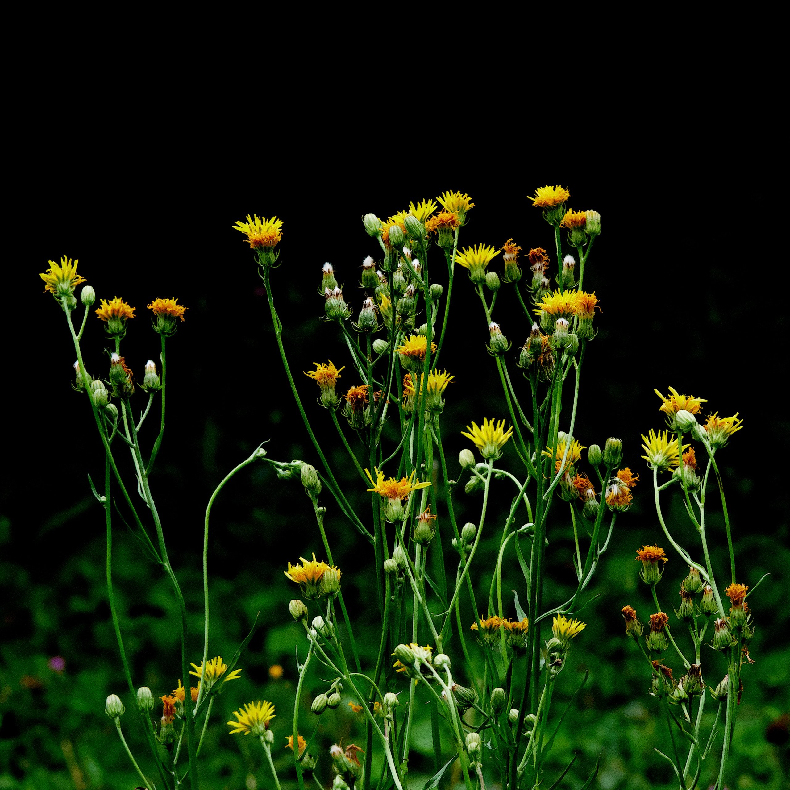 Wiesenblumen im Garten