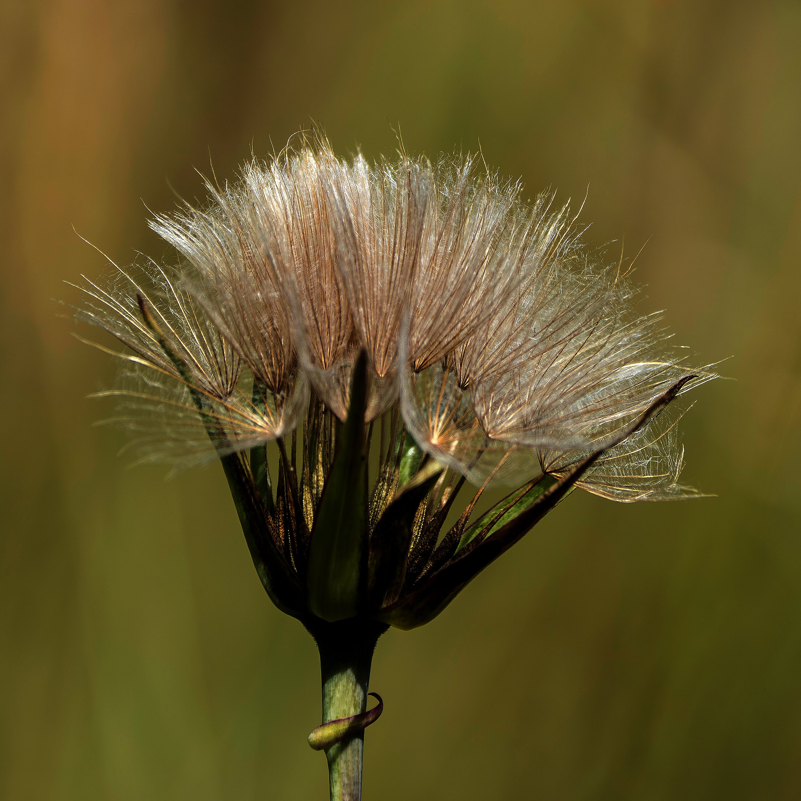 Wiesenbocksbart (2)