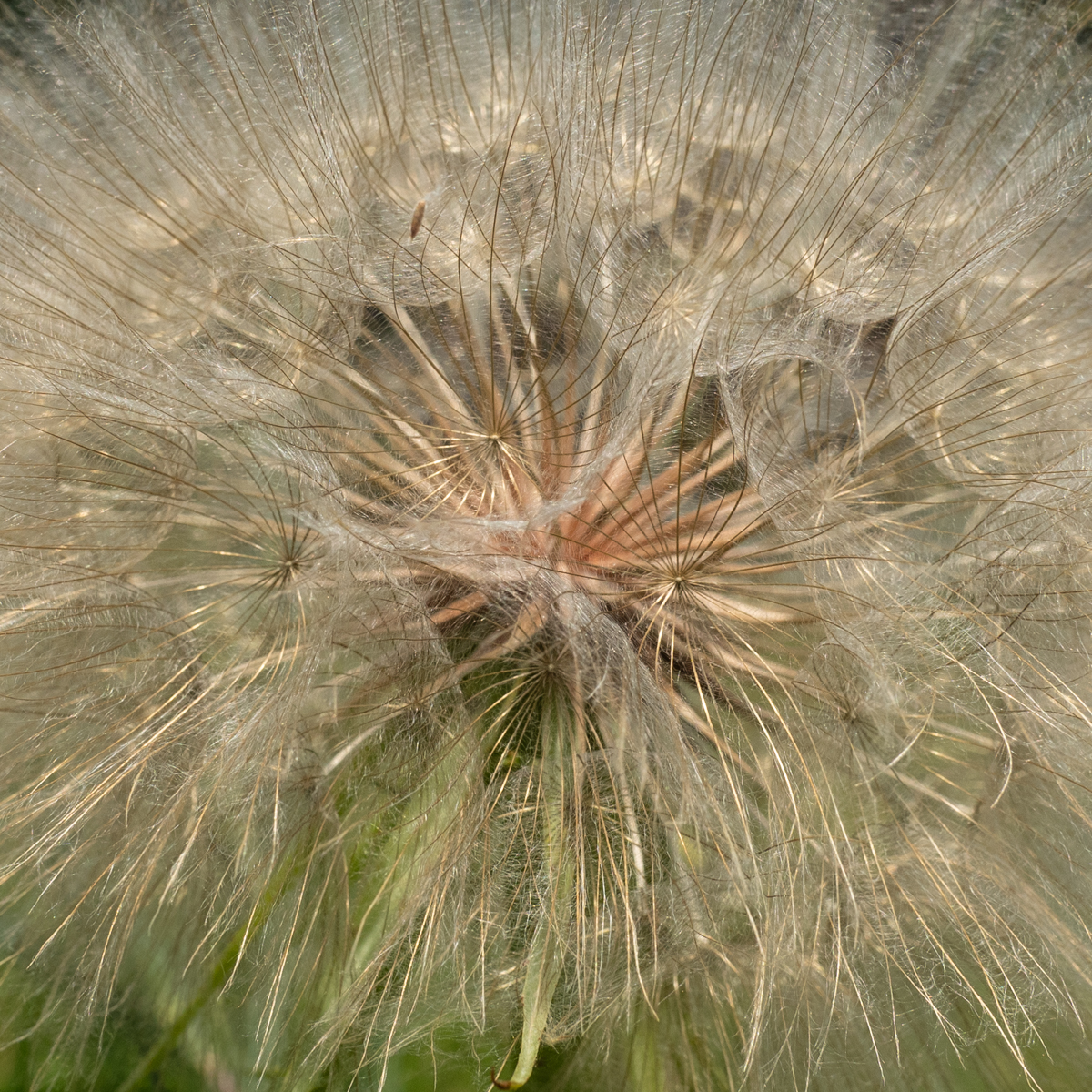 Wiesenbocksbart