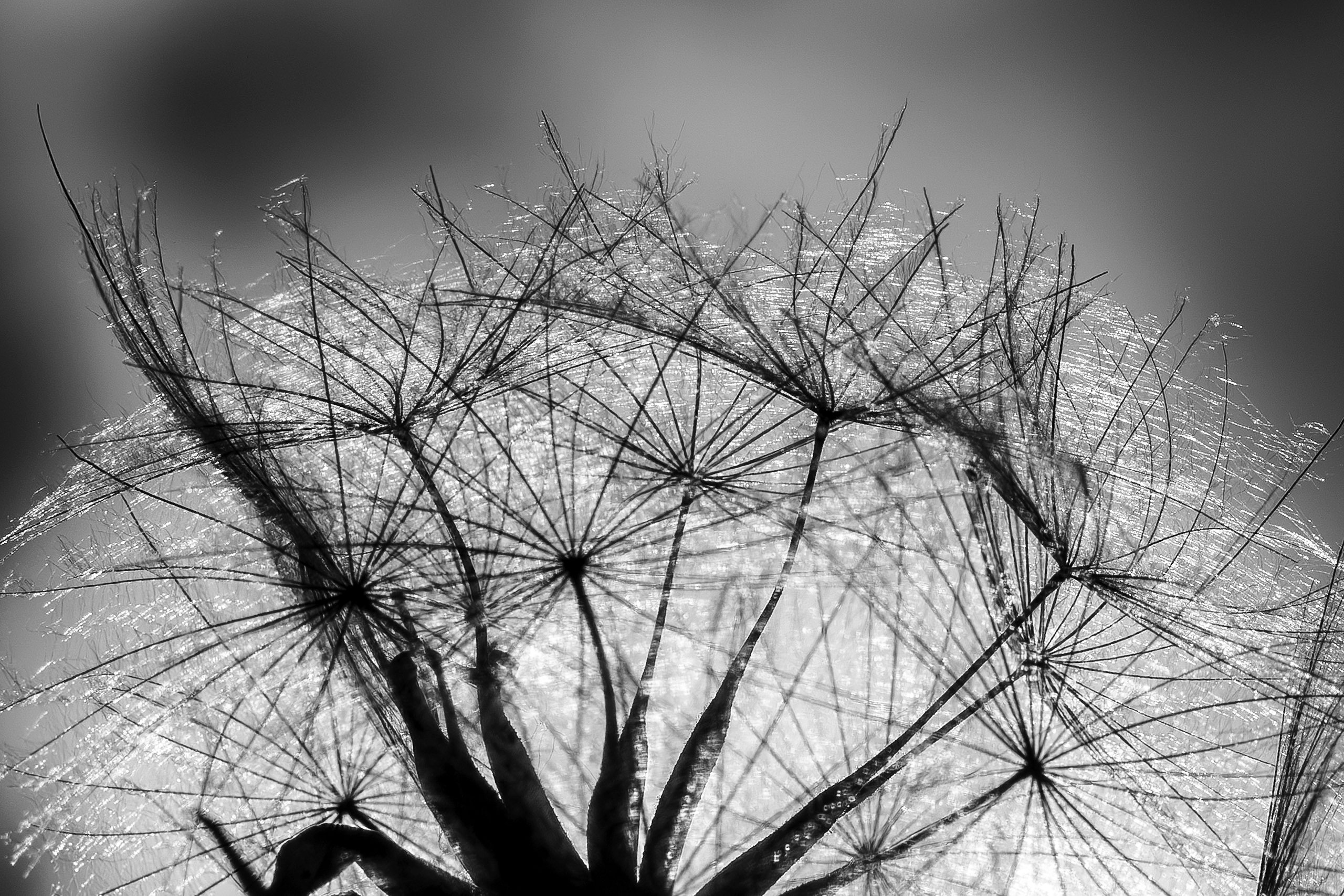 Wiesenbocksbart