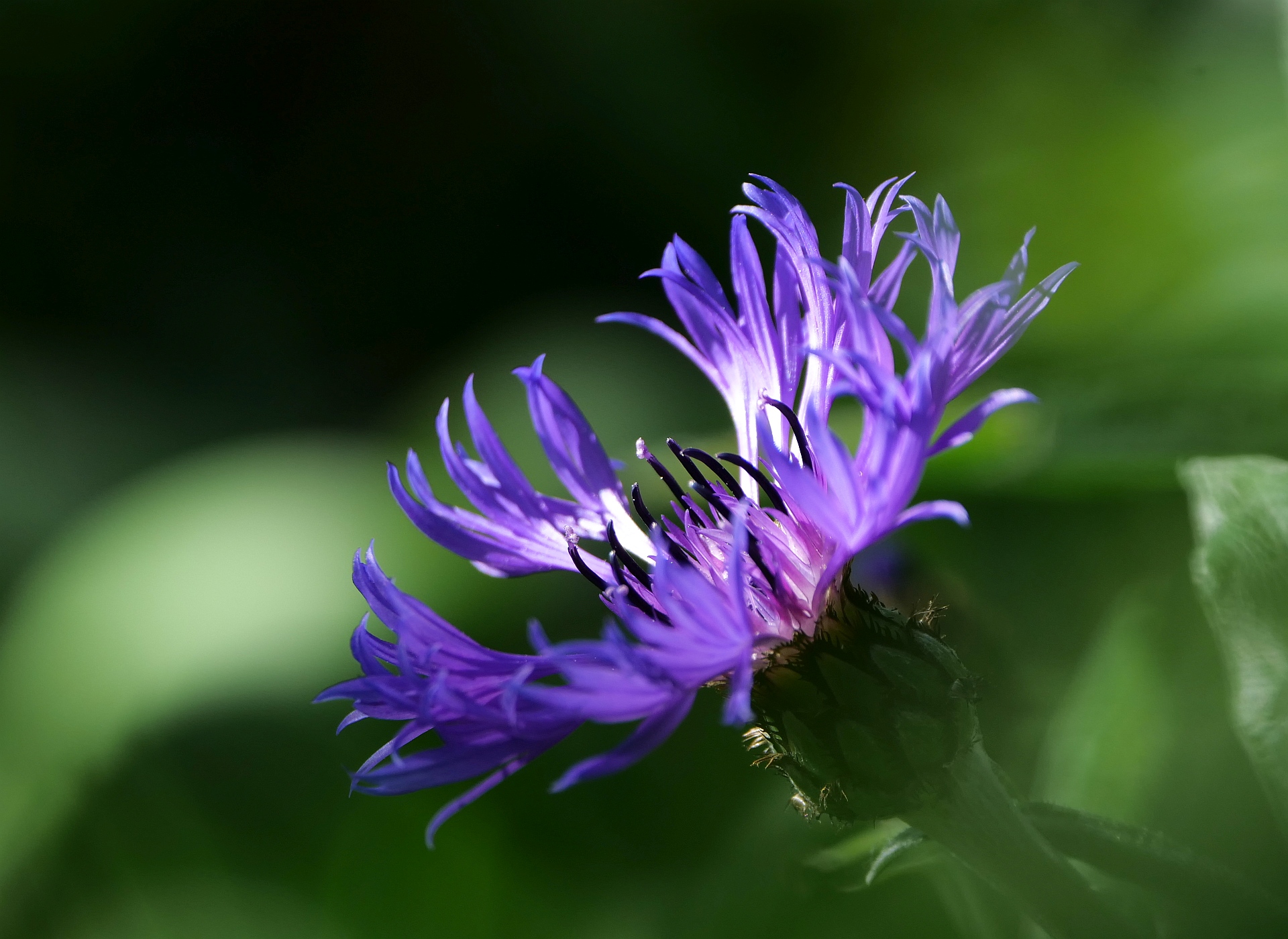 Wiesenflockenblume