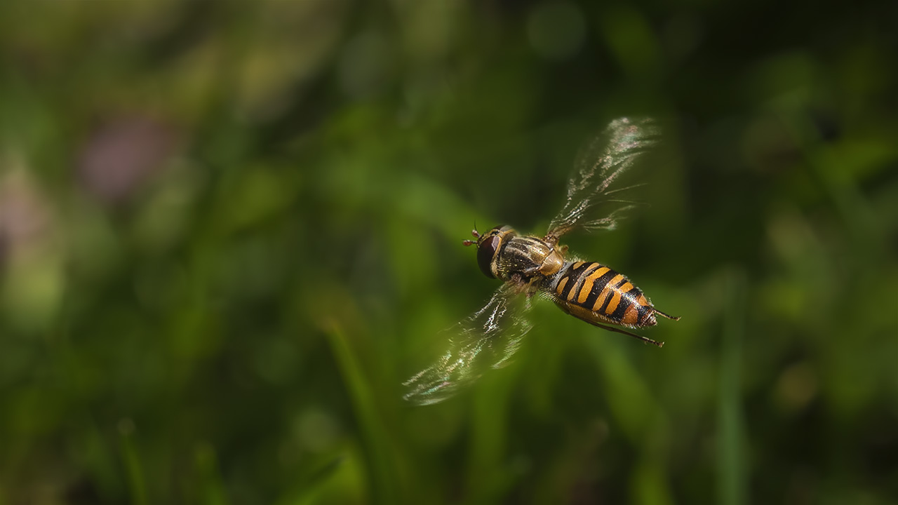 Wiesenflug