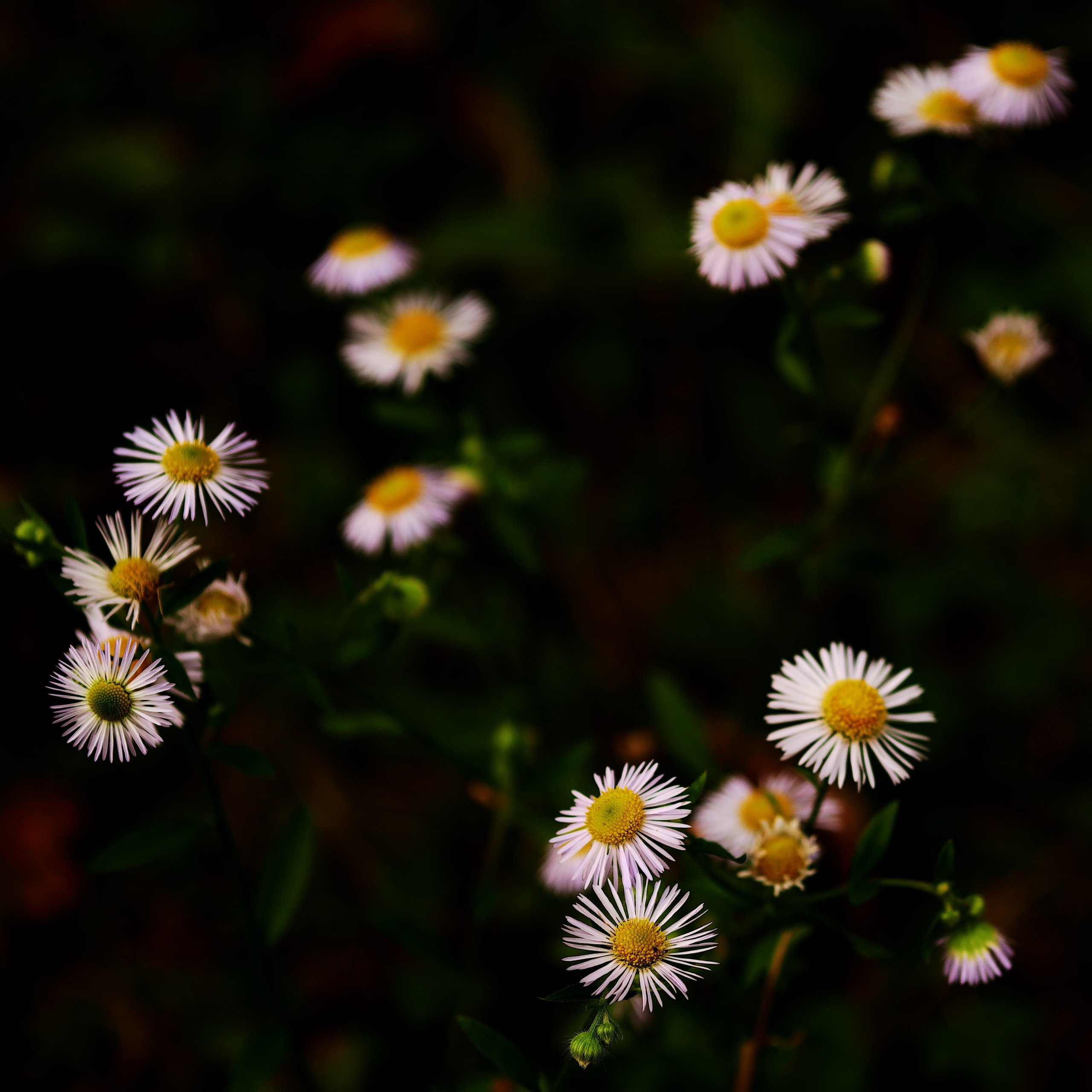 Wiesenfund