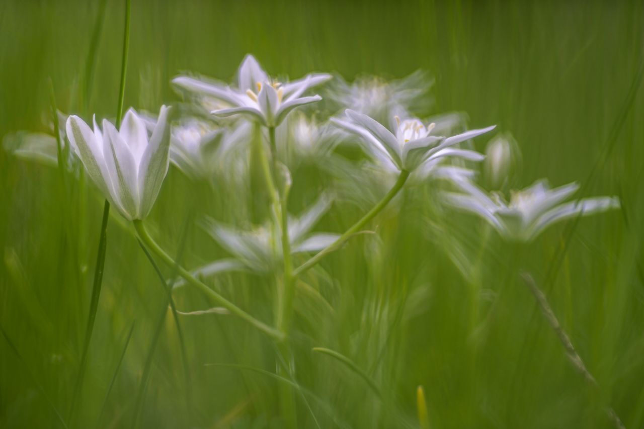 Wiesenfundstück