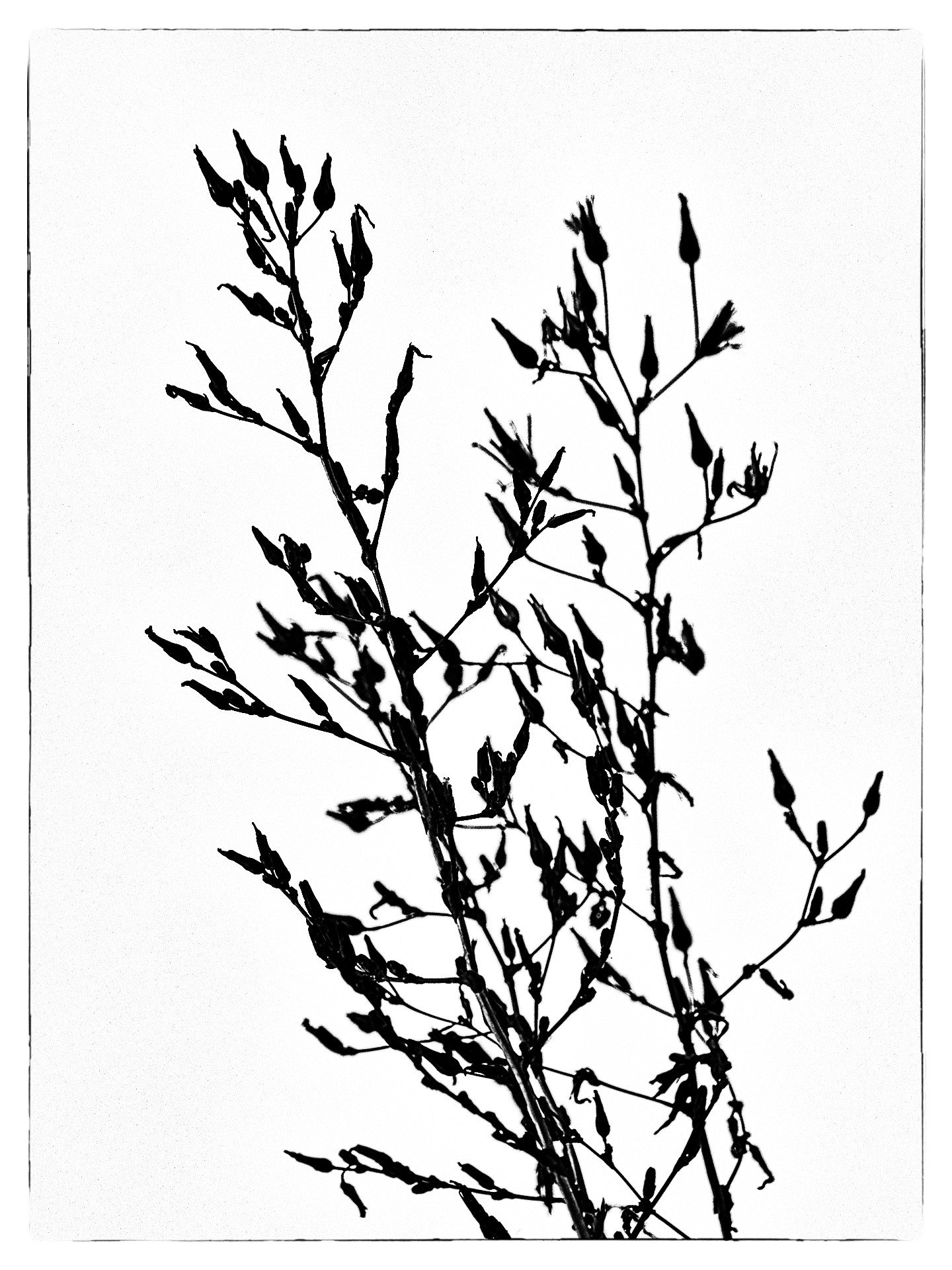 Wiesenkraut [2]