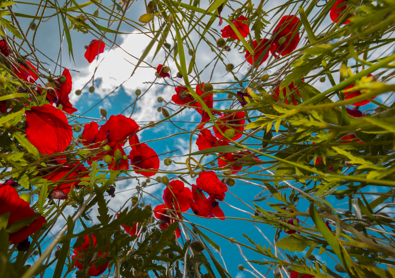 Wiesenmohn.jpg