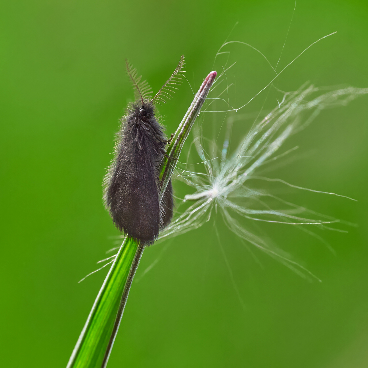 Wiesensackträger