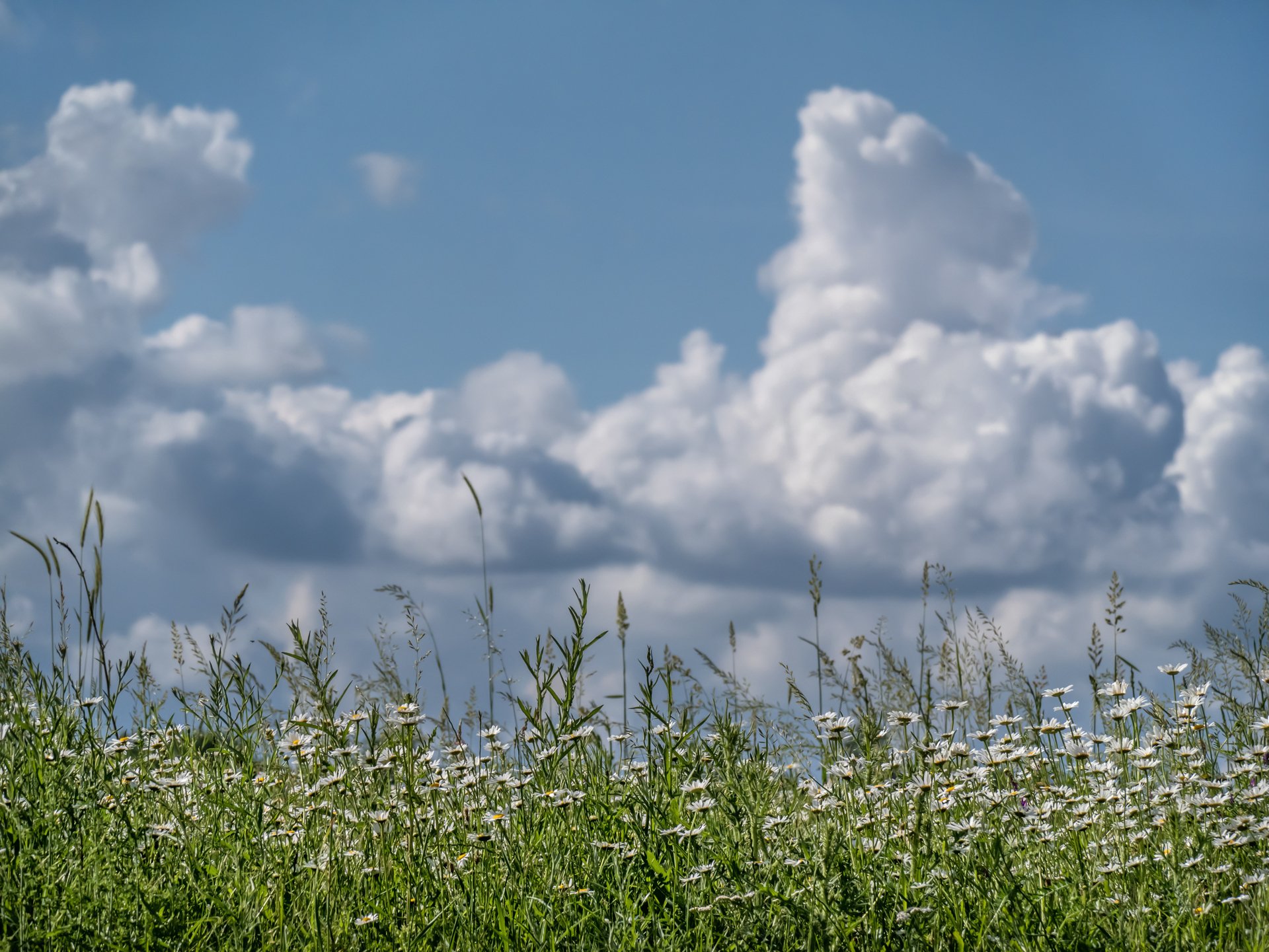 Wildblumen-Idylle