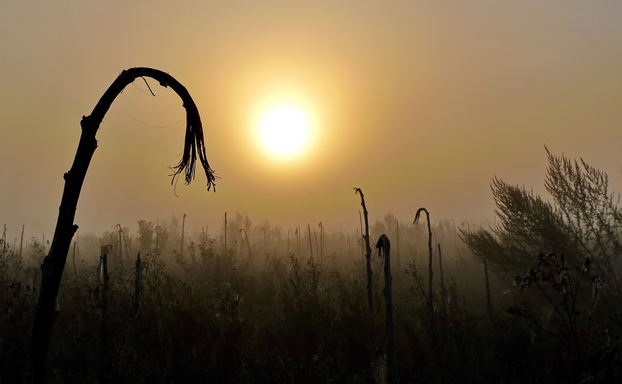 Wildblumenwiese .jpg