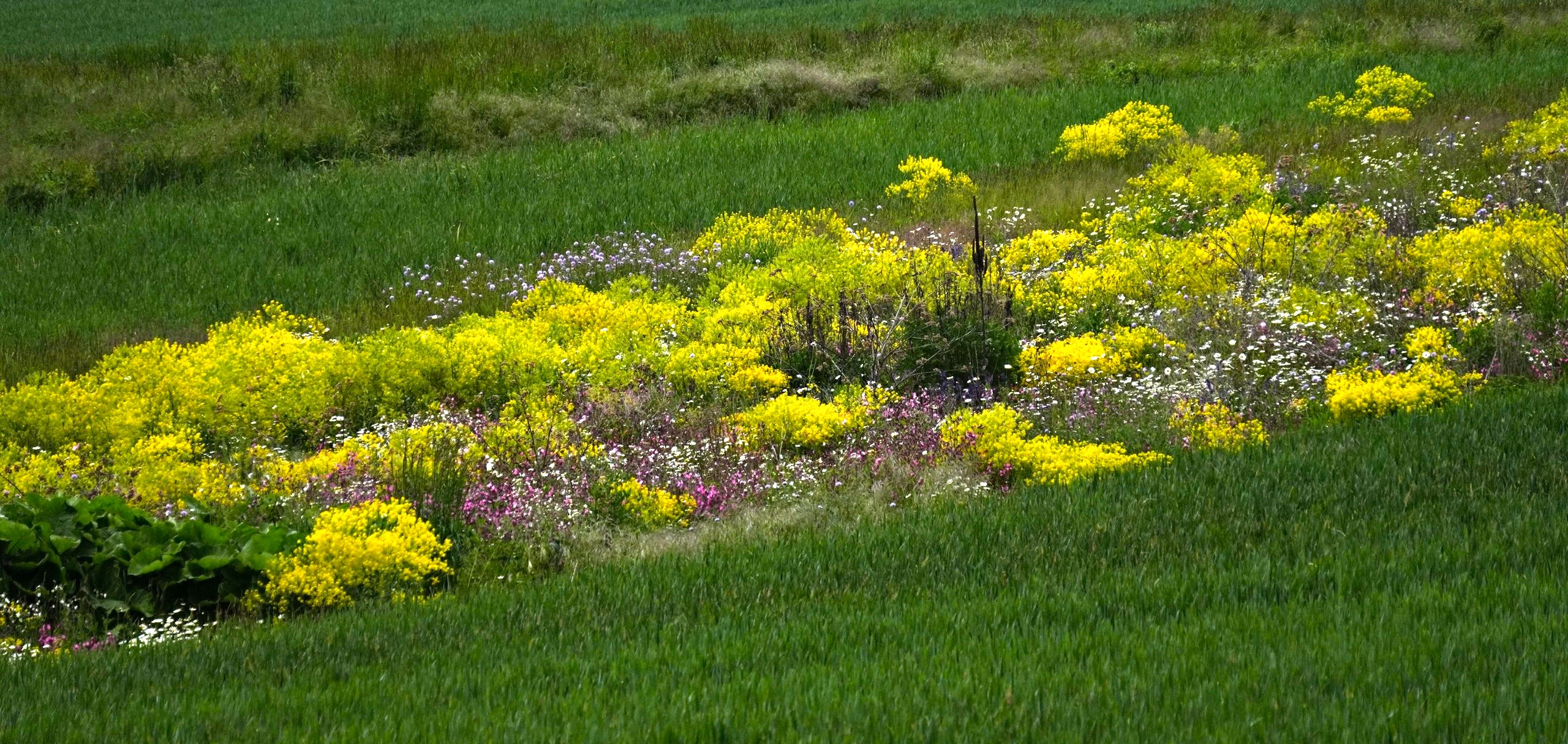 Wildblumenwiese