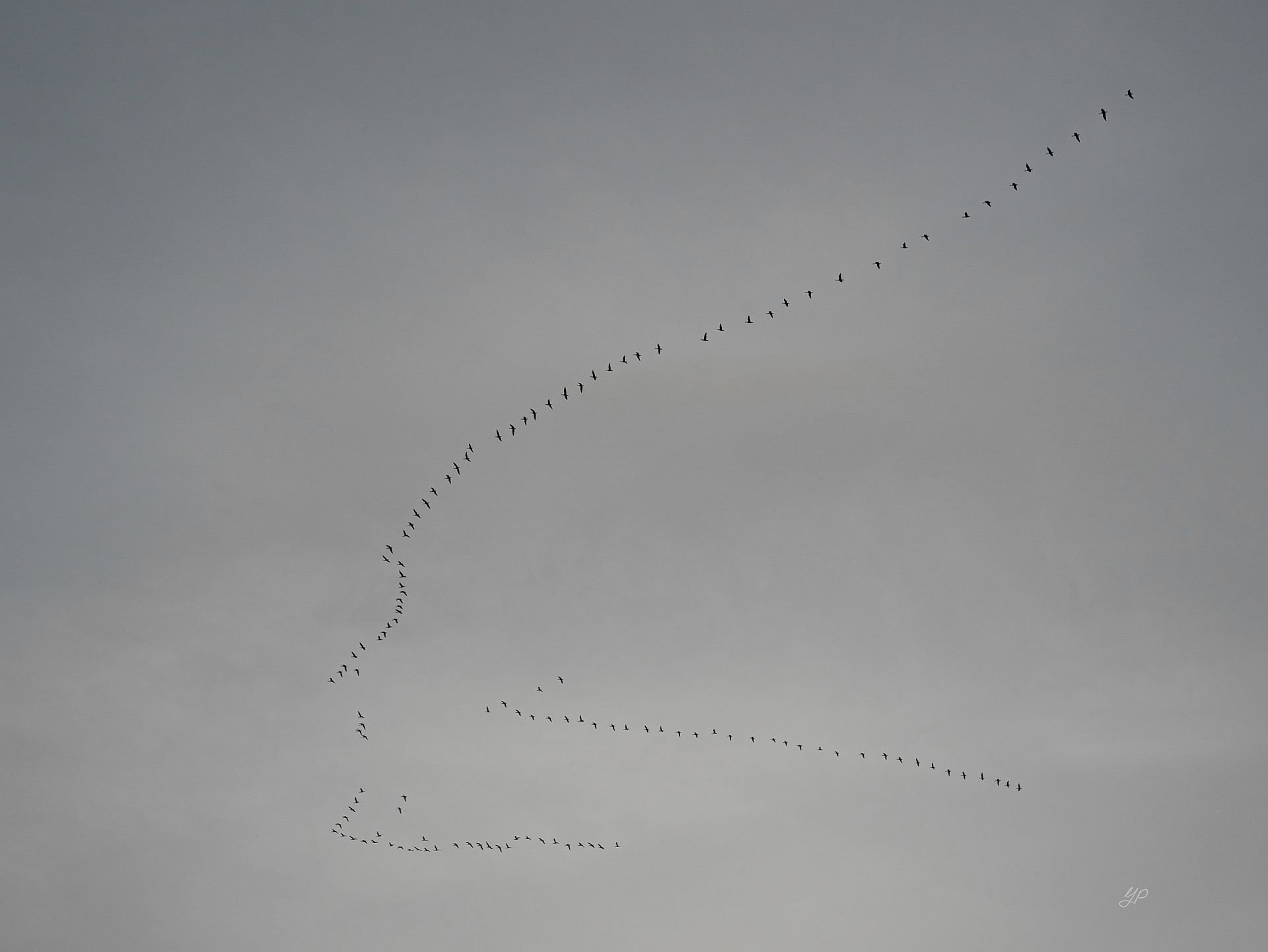 Wildgänse [Nr.3 KW 25/52]