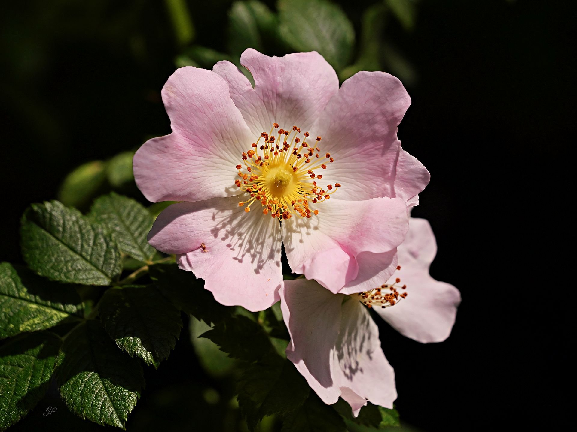 Wildrose