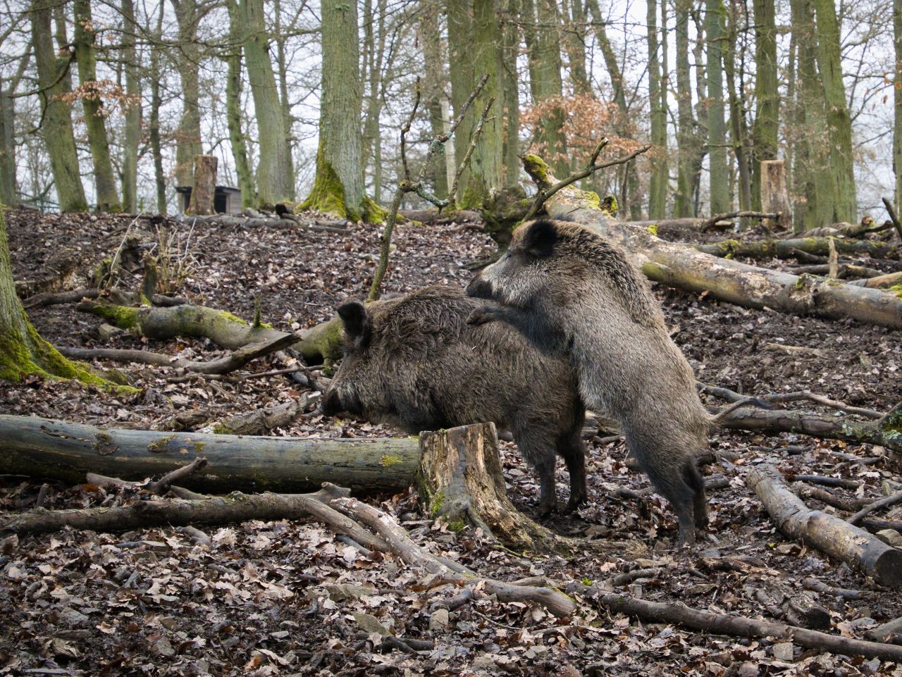 Wildschweinpolonaise