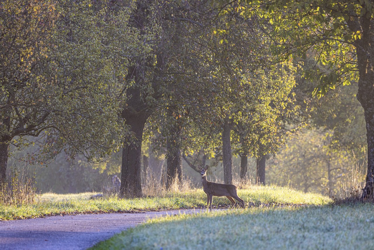 Wildwechsel