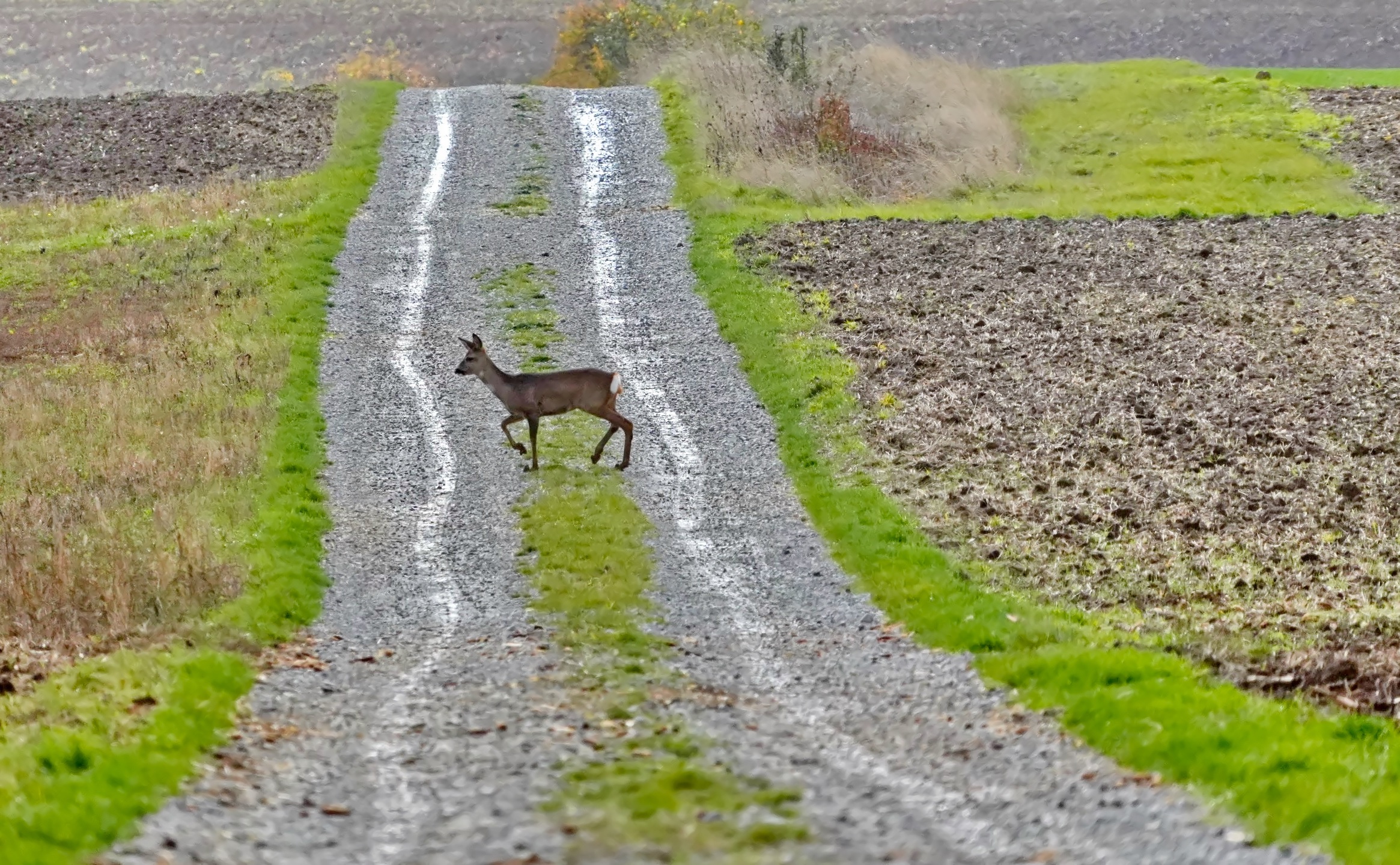 Wildwechsel