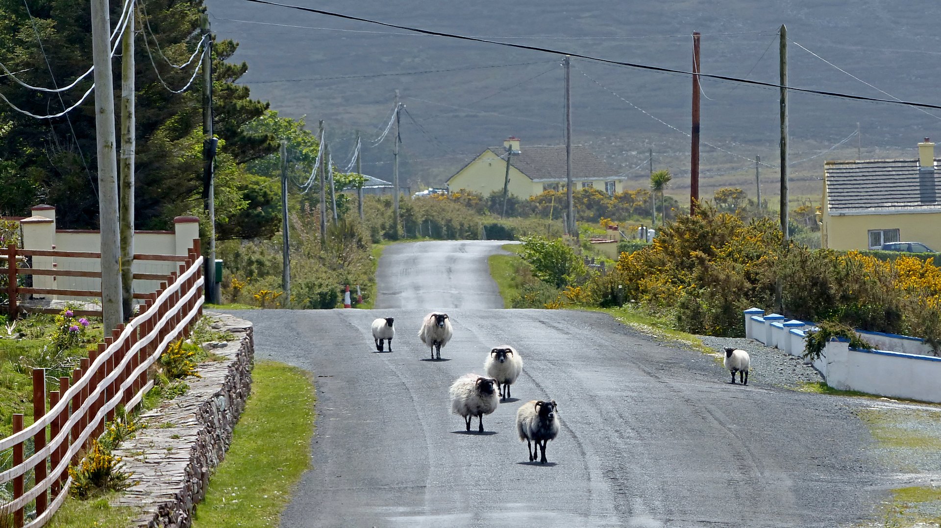 Will nicht auf der Straße laufen